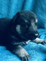 Lance, a male German Shepherd Dog for sale in Altair, TX – 1 of 2