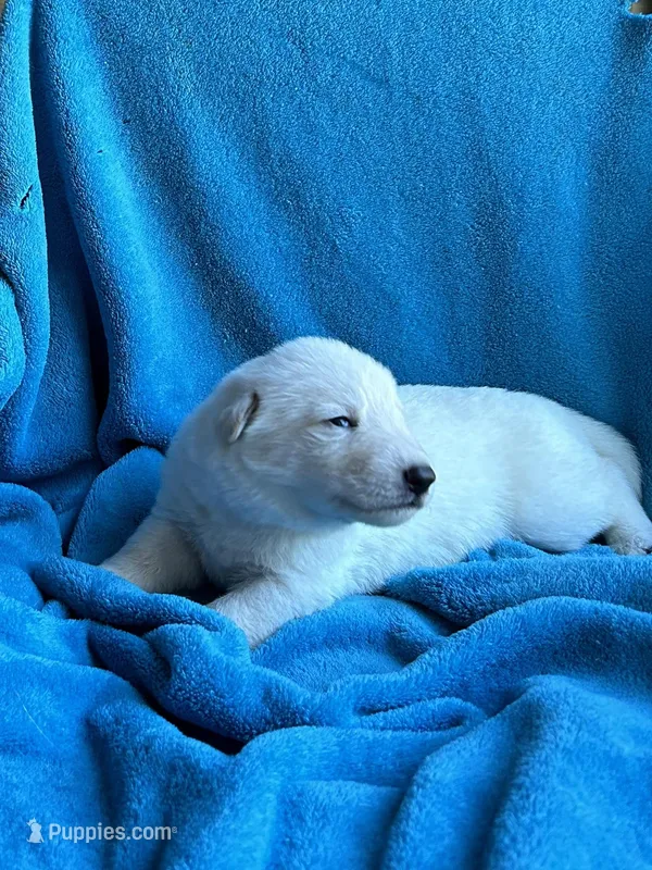 Belle – German Shepherd Dog puppy for sale in Altair, TX