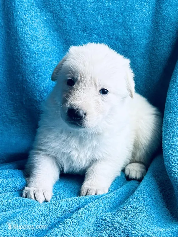 Belle – German Shepherd Dog puppy for sale in Altair, TX