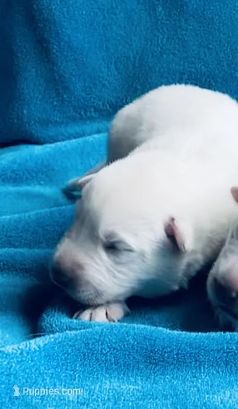 Belle – German Shepherd Dog puppy for sale in Altair, TX