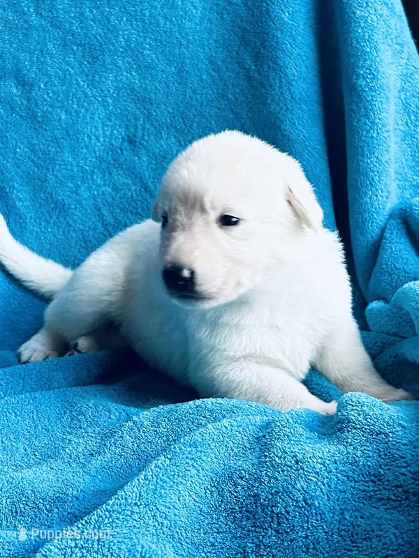 Belle – German Shepherd Dog puppy for sale in Altair, TX