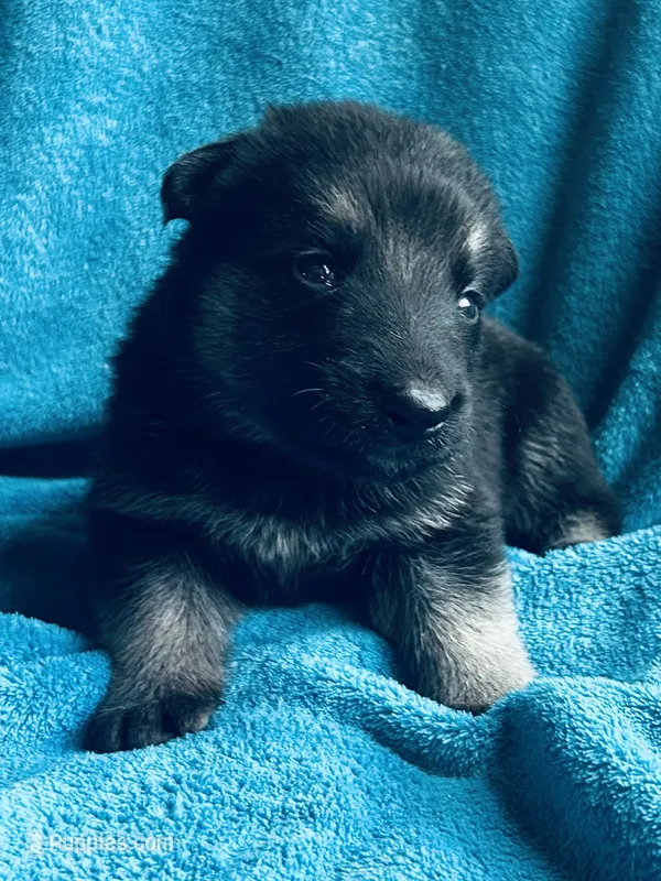 Jimmy – German Shepherd Dog puppy for sale in Altair, TX