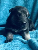 Jimmy, a male German Shepherd Dog for sale in Altair, TX – 1 of 1