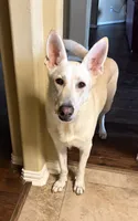 Gunther, a male German Shepherd Dog for sale in Altair, TX – 1 of 1
