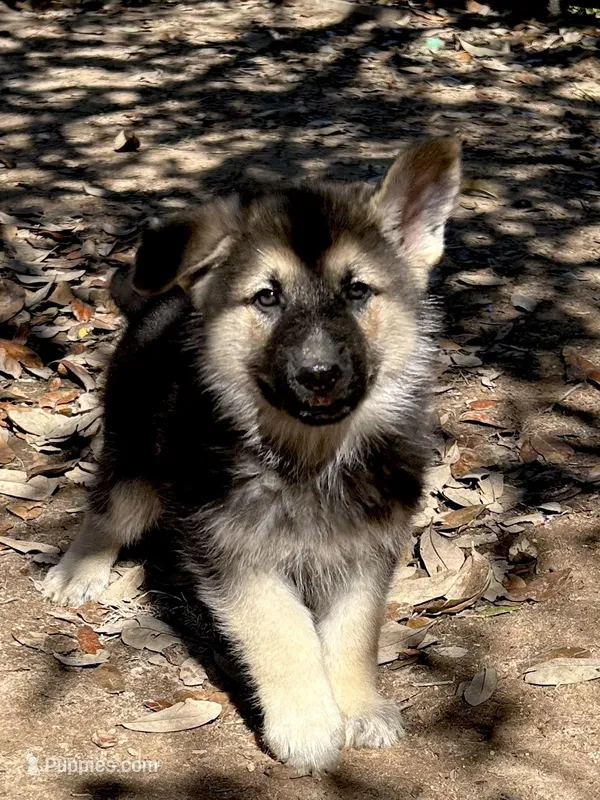 Justin – German Shepherd Dog puppy for sale in Altair, TX
