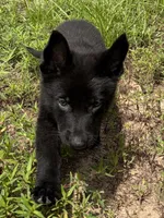 Maverick, a male German Shepherd Dog for sale in Altair, TX – 1 of 6