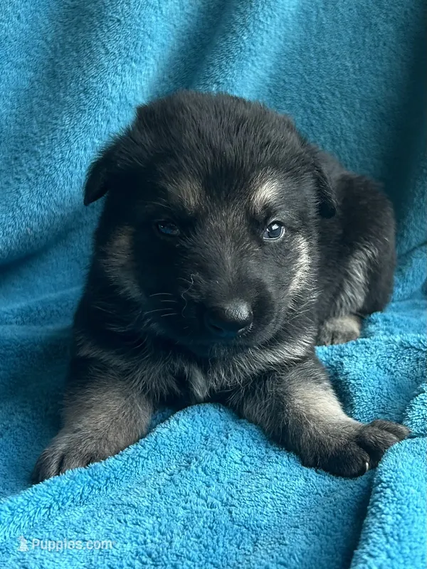 Mercedes – German Shepherd Dog puppy for sale in Altair, TX
