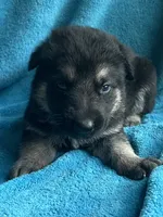 Mercedes, a male German Shepherd Dog for sale in Altair, TX – 2 of 2