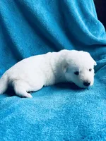 Greta, a female German Shepherd Dog for sale in Altair, TX – Photo 2 of 2