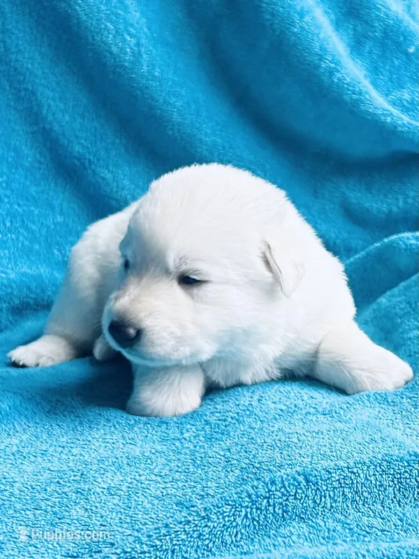 Greta – German Shepherd Dog puppy for sale in Altair, TX