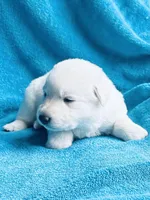 Greta, a female German Shepherd Dog for sale in Altair, TX – Photo 1 of 2