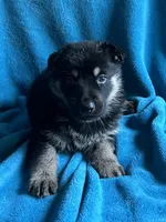 Justice, a male German Shepherd Dog for sale in Altair, TX – 3 of 5
