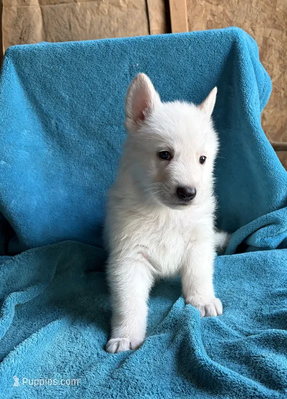 Hans – German Shepherd Dog puppy for sale in Altair, TX