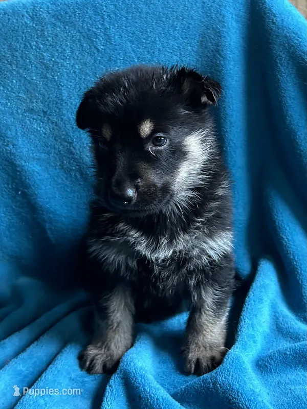 Justice – German Shepherd Dog puppy for sale in Altair, TX
