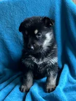 Justice, a male German Shepherd Dog for sale in Altair, TX – 2 of 5