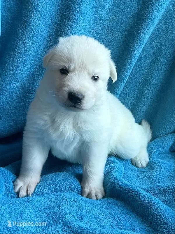 Jewel – German Shepherd Dog puppy for sale in Altair, TX