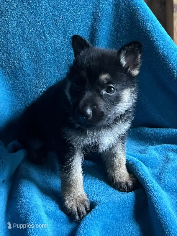 Kaiser – German Shepherd Dog puppy for sale in Altair, TX