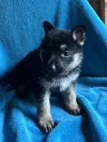 Kaiser, a male German Shepherd Dog for sale in Altair, TX – 2 of 4