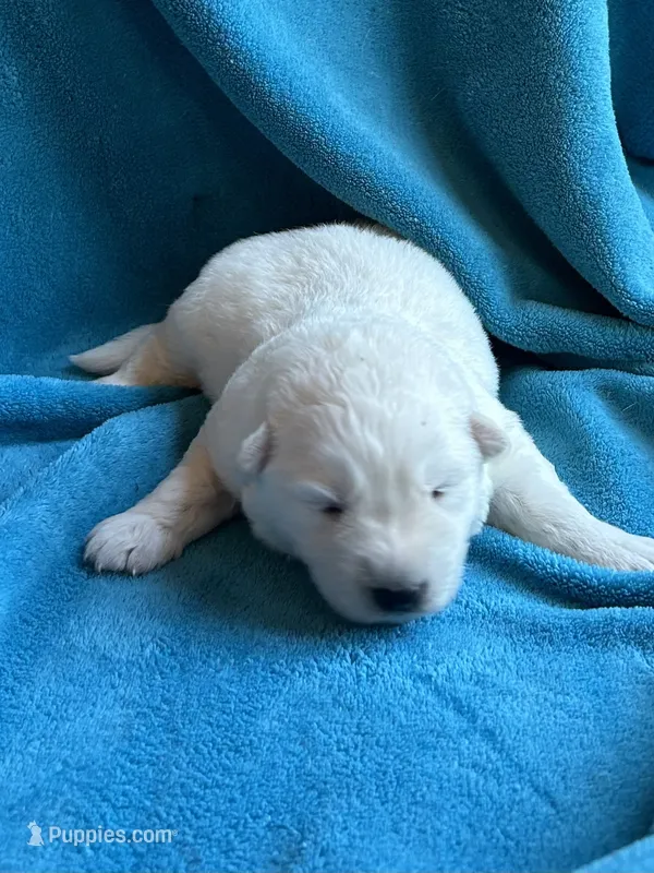 Wulf – German Shepherd Dog puppy for sale in Altair, TX