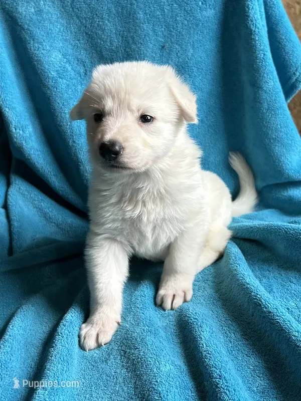 Aspen – German Shepherd Dog puppy for sale in Altair, TX