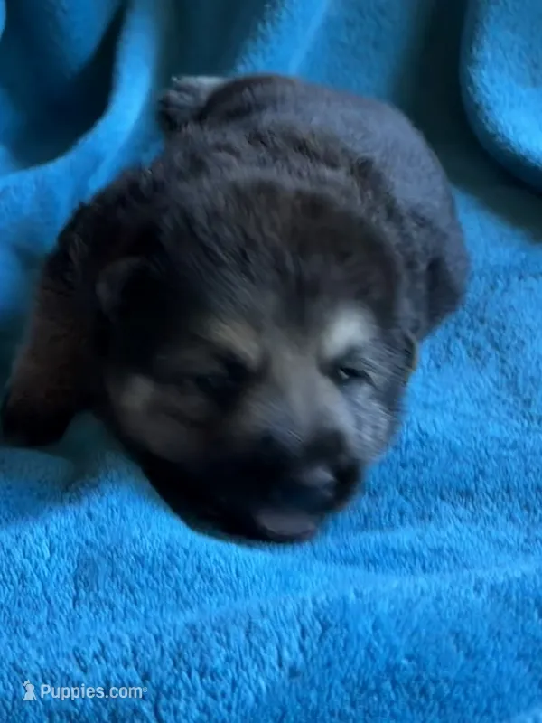 Lucas – German Shepherd Dog puppy for sale in Altair, TX