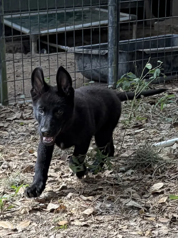 Maverick – German Shepherd Dog puppy for sale in Altair, TX
