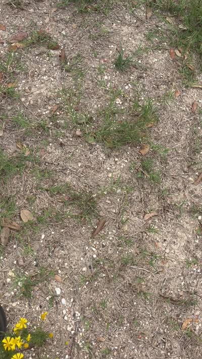 Blade, a male German Shepherd Dog for sale in Altair, TX – 2 of 2