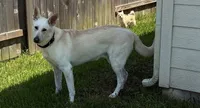 Gunther, a male German Shepherd Dog for sale in Altair, TX – 6 of 7