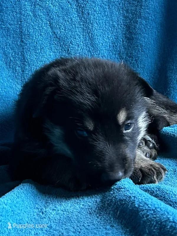 Gunner – German Shepherd Dog puppy for sale in Altair, TX