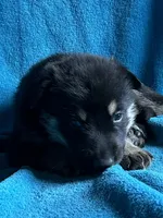 Gunner, a male German Shepherd Dog for sale in Altair, TX – 1 of 2