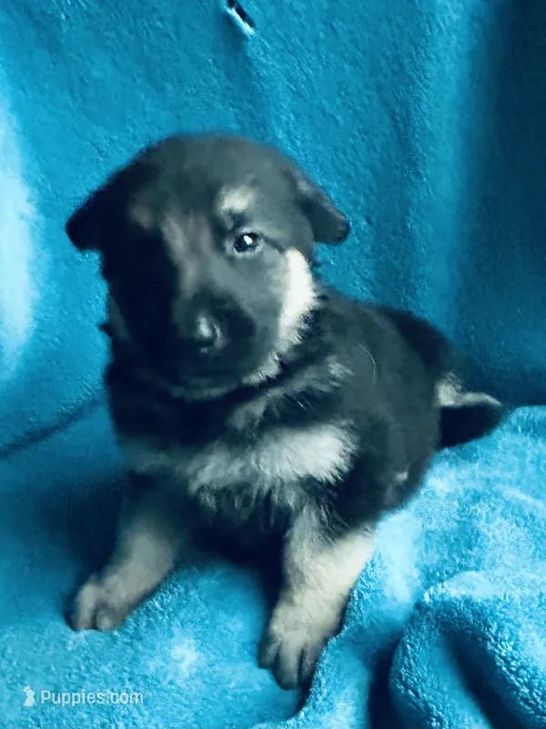 Lance – German Shepherd Dog puppy for sale in Altair, TX