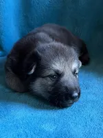 Klaus, a male German Shepherd Dog for sale in Altair, TX – 1 of 1