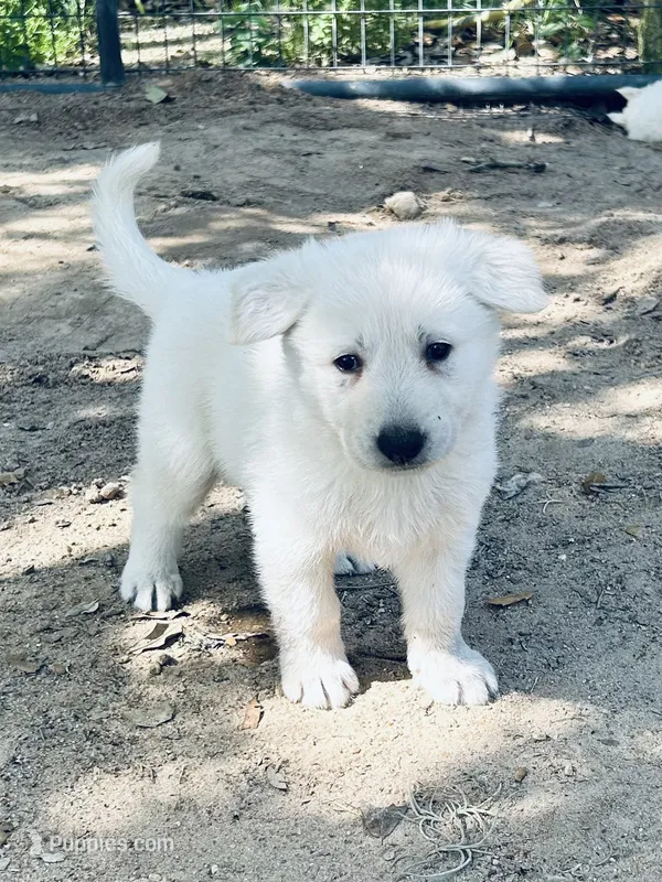 Ajax – German Shepherd Dog puppy for sale in Altair, TX
