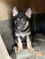 Kaiser, a male German Shepherd Dog for sale in Altair, TX – 1 of 4