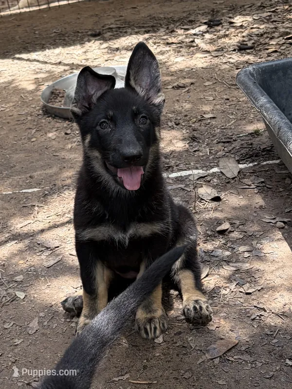 Jade – German Shepherd Dog puppy for sale in Altair, TX