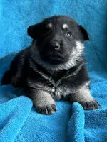 Mojo, a male German Shepherd Dog for sale in Altair, TX – Photo 2 of 2