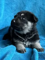 Mojo, a male German Shepherd Dog for sale in Altair, TX – Photo 1 of 2