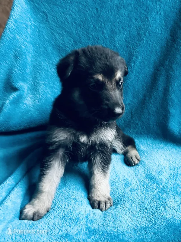 Mercedes – German Shepherd Dog puppy for sale in Altair, TX