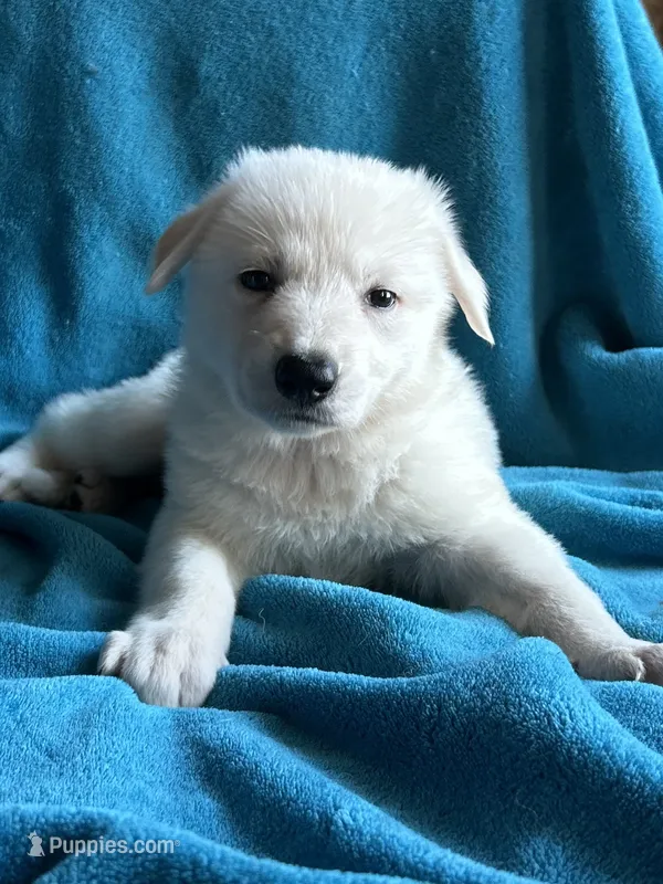 Aspen – German Shepherd Dog puppy for sale in Altair, TX