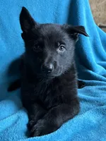 Maverick, a male German Shepherd Dog for sale in Altair, TX – 5 of 6