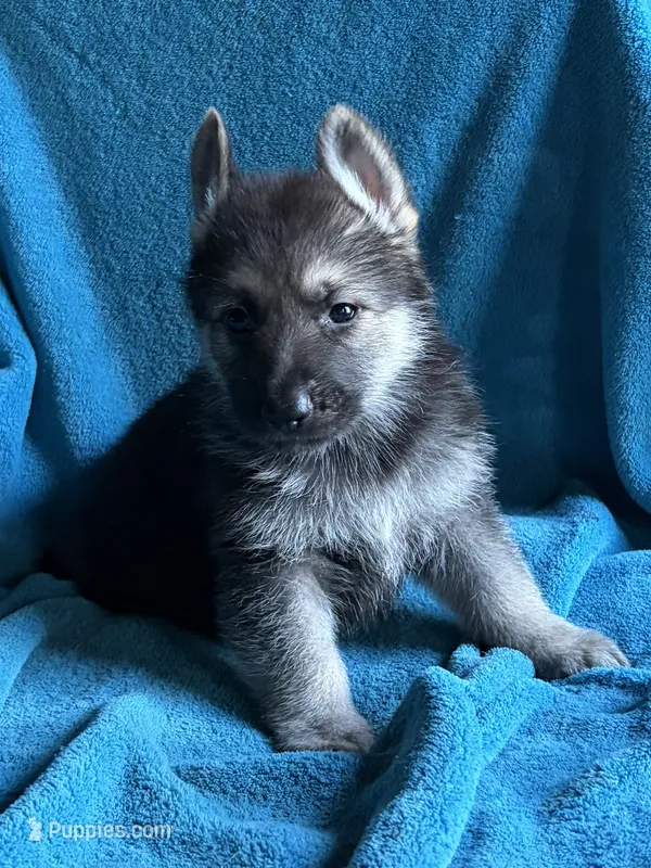 Lucas – German Shepherd Dog puppy for sale in Altair, TX