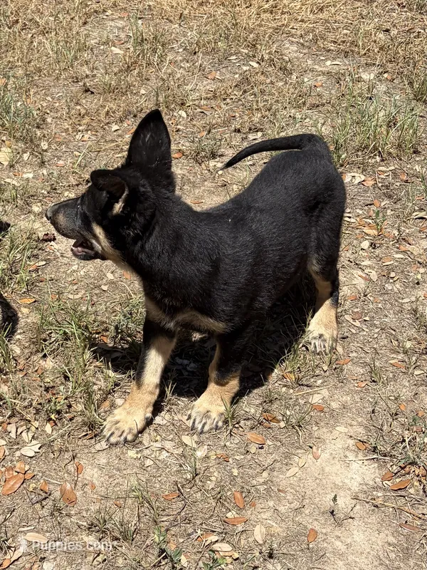 Justice – German Shepherd Dog puppy for sale in Altair, TX