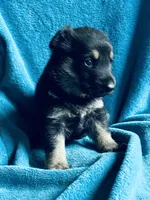 Kaiser, a male German Shepherd Dog for sale in Altair, TX – 2 of 2