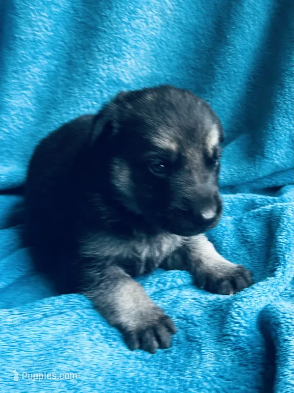 Lola – German Shepherd Dog puppy for sale in Altair, TX