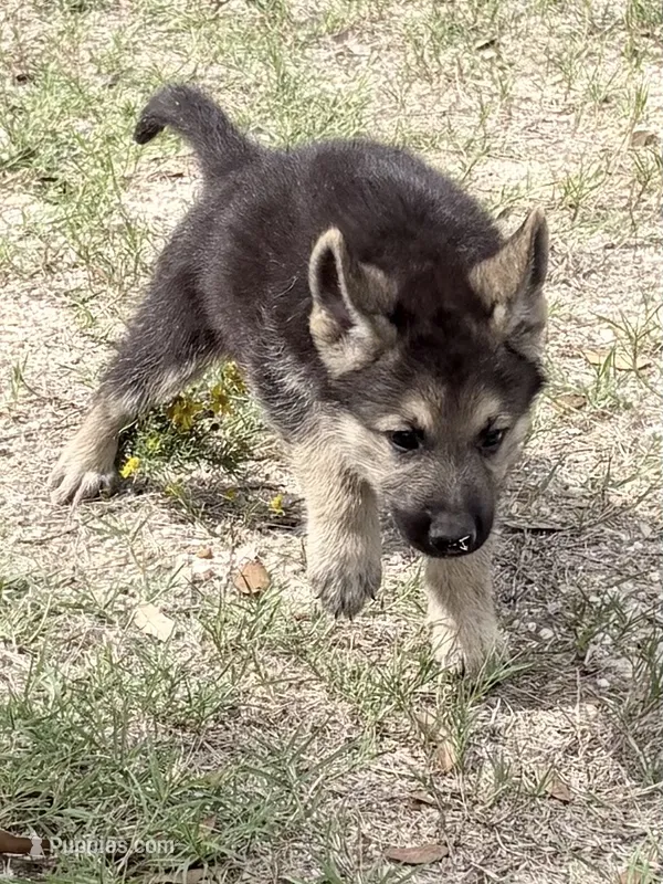 Klaus – German Shepherd Dog puppy for sale in Altair, TX