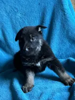 Jade, a female German Shepherd Dog for sale in Altair, TX – 2 of 2
