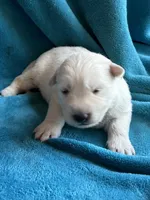 Zephyr, a male German Shepherd Dog for sale in Altair, TX – 2 of 2