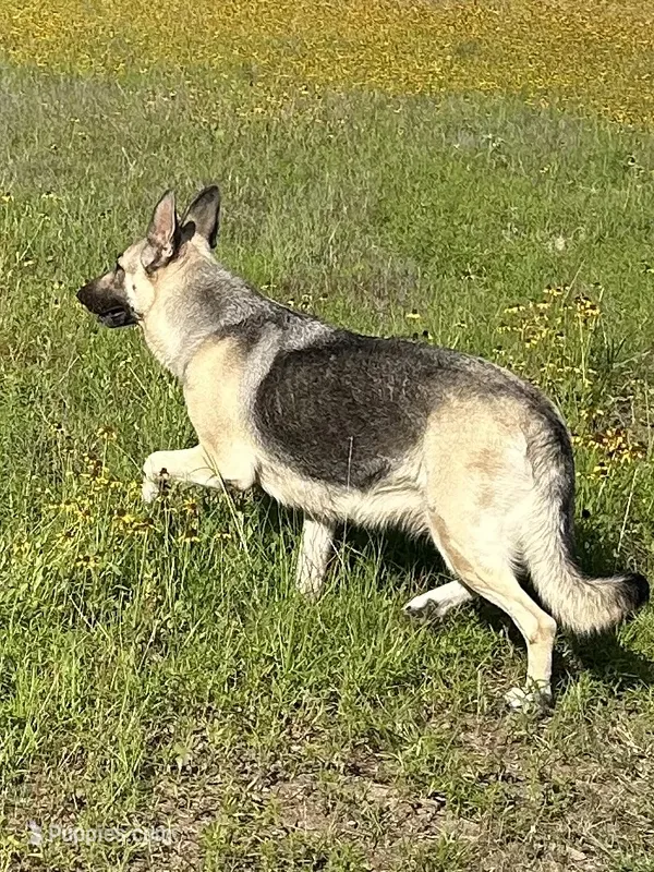 Mercedes, a female German Shepherd Dog for sale in Altair, TX – 1 of 2
