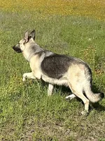 Mercedes, a female German Shepherd Dog for sale in Altair, TX – 1 of 2