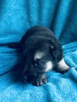 Lance, a male German Shepherd Dog for sale in Altair, TX – 2 of 2